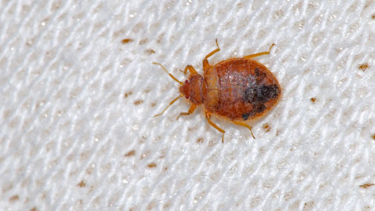 Bed Bug Exterminator Chicago Il