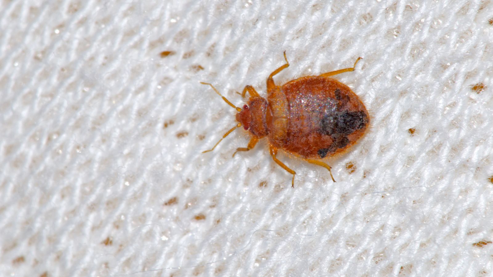 Getting Rid Of Bed Bugs The Non-Toxic Way