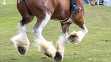 PEXJKT Turriff, Scotland - 06 Aug 2018: Riding Clydesdale Horses at the Turriff Agricultural Show