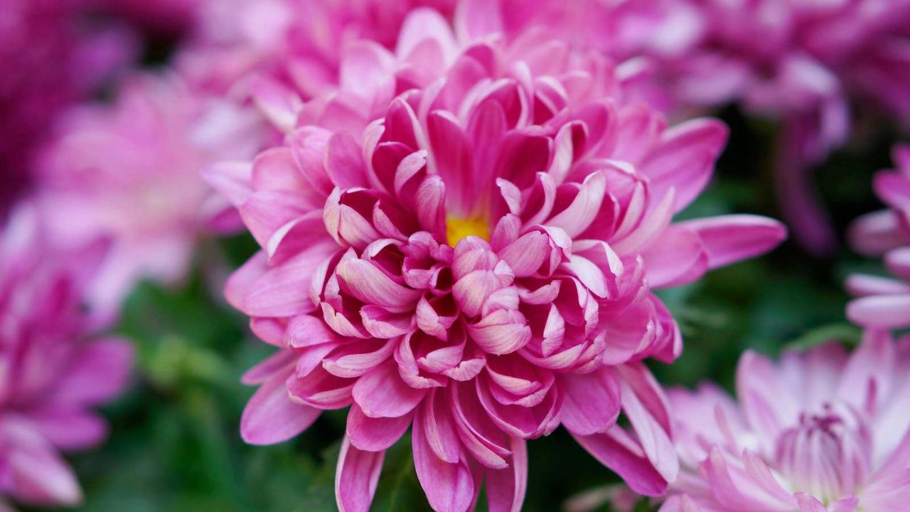 pink chrysanthemums