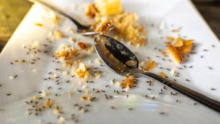 Ants on a plate with two spoons and food residue