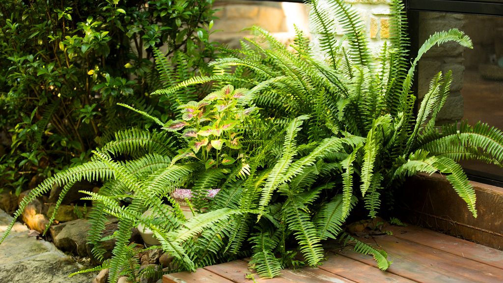 How to overwinter ferns: expert gardening advice | Homes and Gardens
