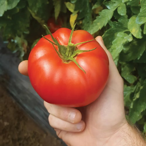 Tomato, Damsel Hybrid