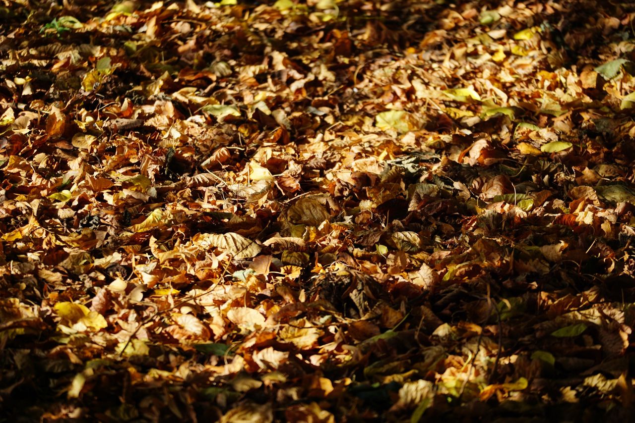 Sigma 50-120mm f/2.8 DC OS | C sample image