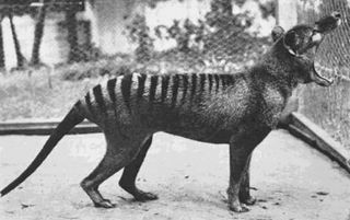 The thylacine is extinct, but at least it survived long enough to be photographed.