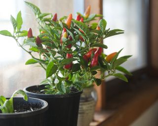 chillies growing in a pot on a kitchen windowsill