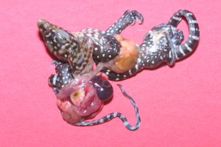 For the conjoined lizard twins, the skin on their undersides had not fully formed, so their bellies were open and their internal organs were visible.