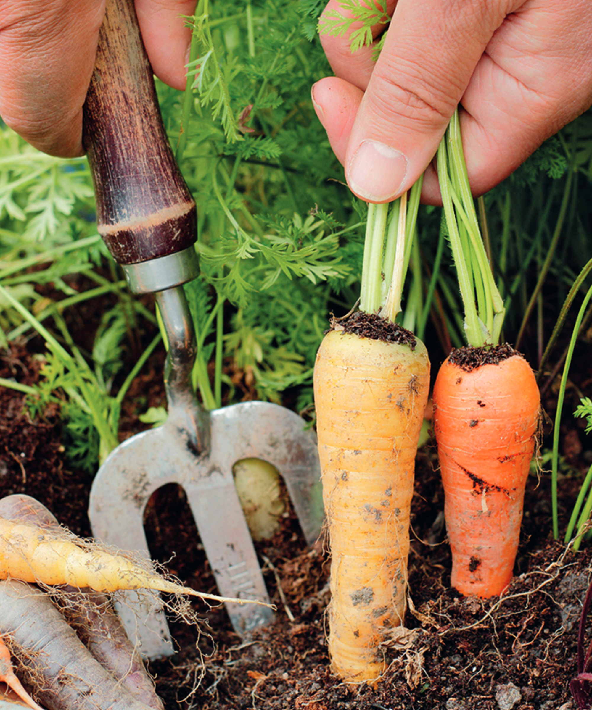 Hand pulling a mature carrot from the soil in a garden bed