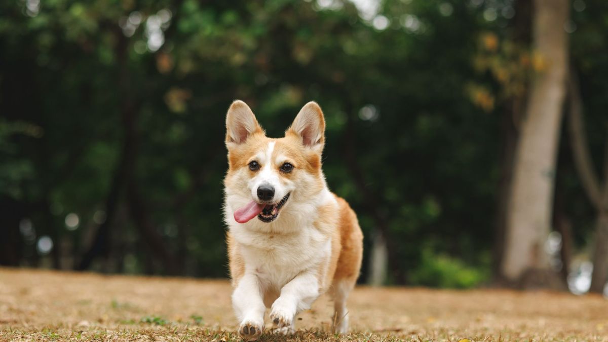 32 best dog breeds for life on the farm | PetsRadar