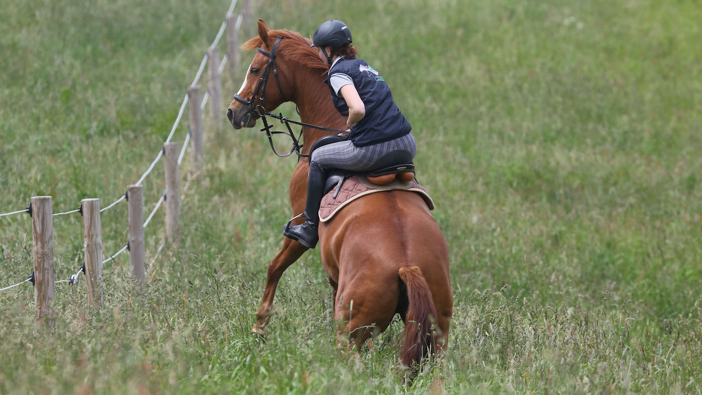Horse spooking: desensitisation and habituation is how horses learn