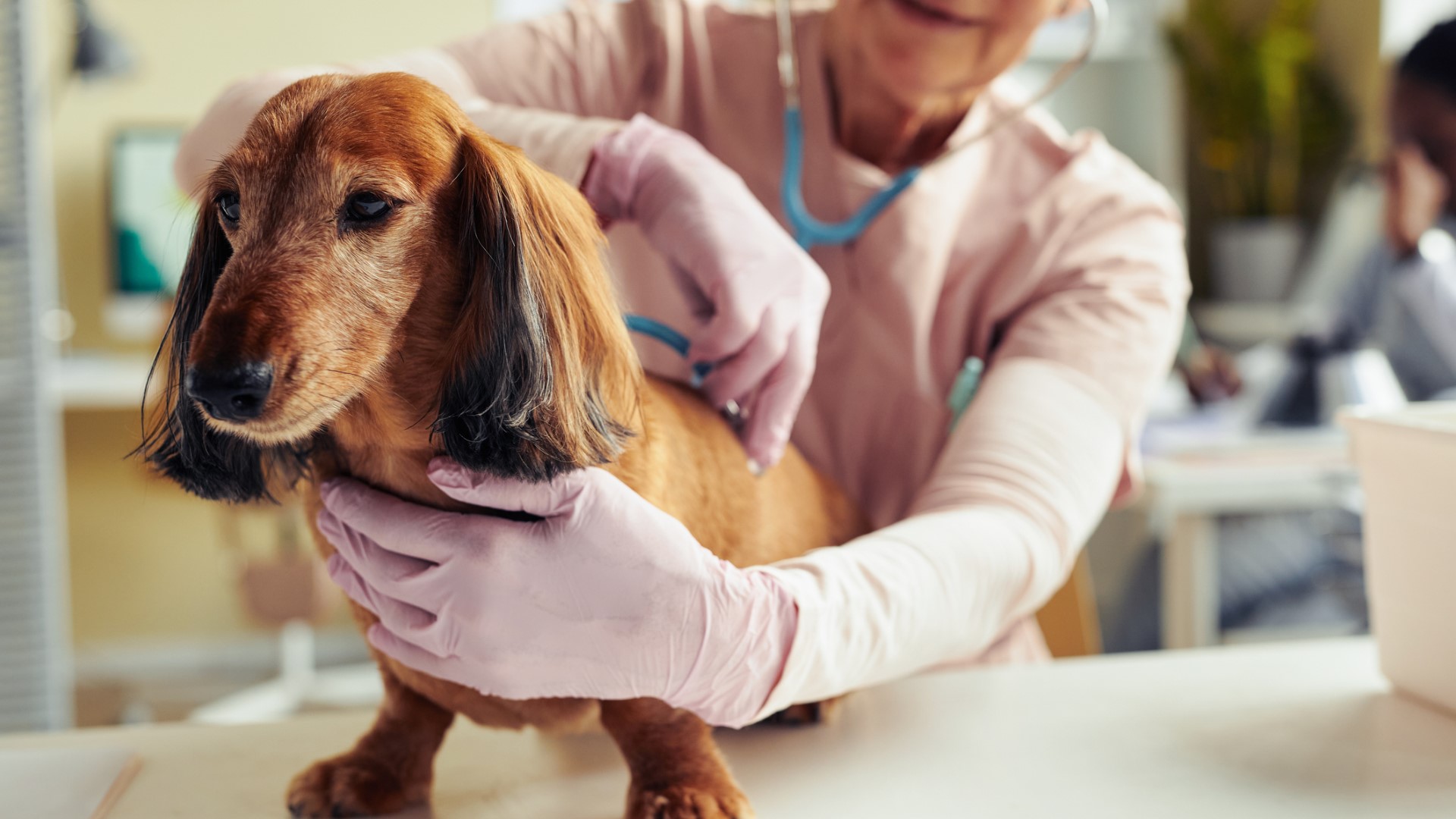 a senior dachshund is examined by a vet