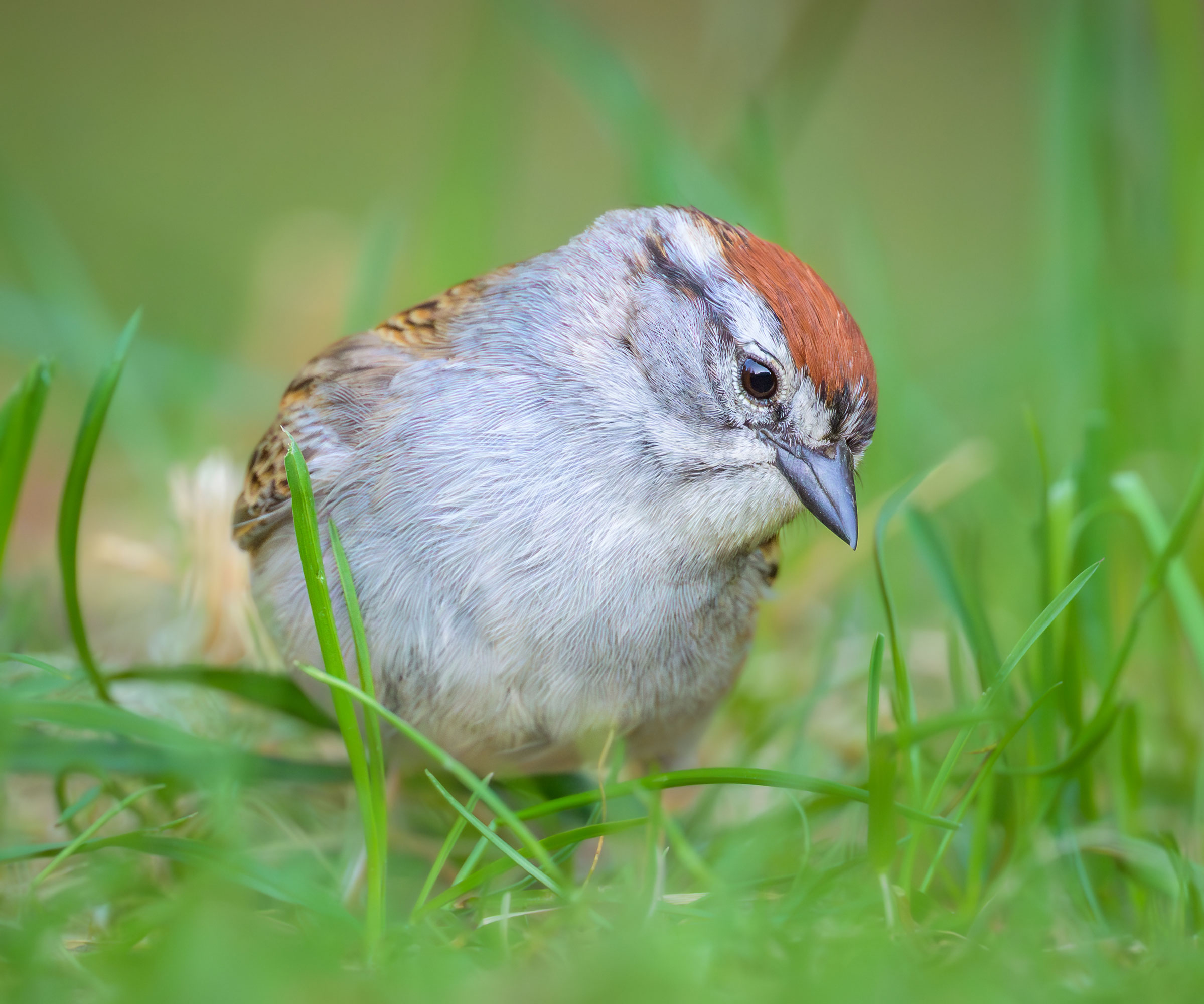 sparrow staring down at garden grass