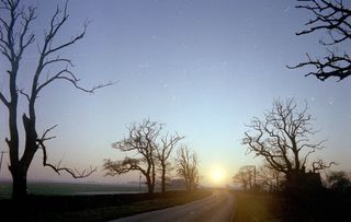 Elm trees dying by a roadside