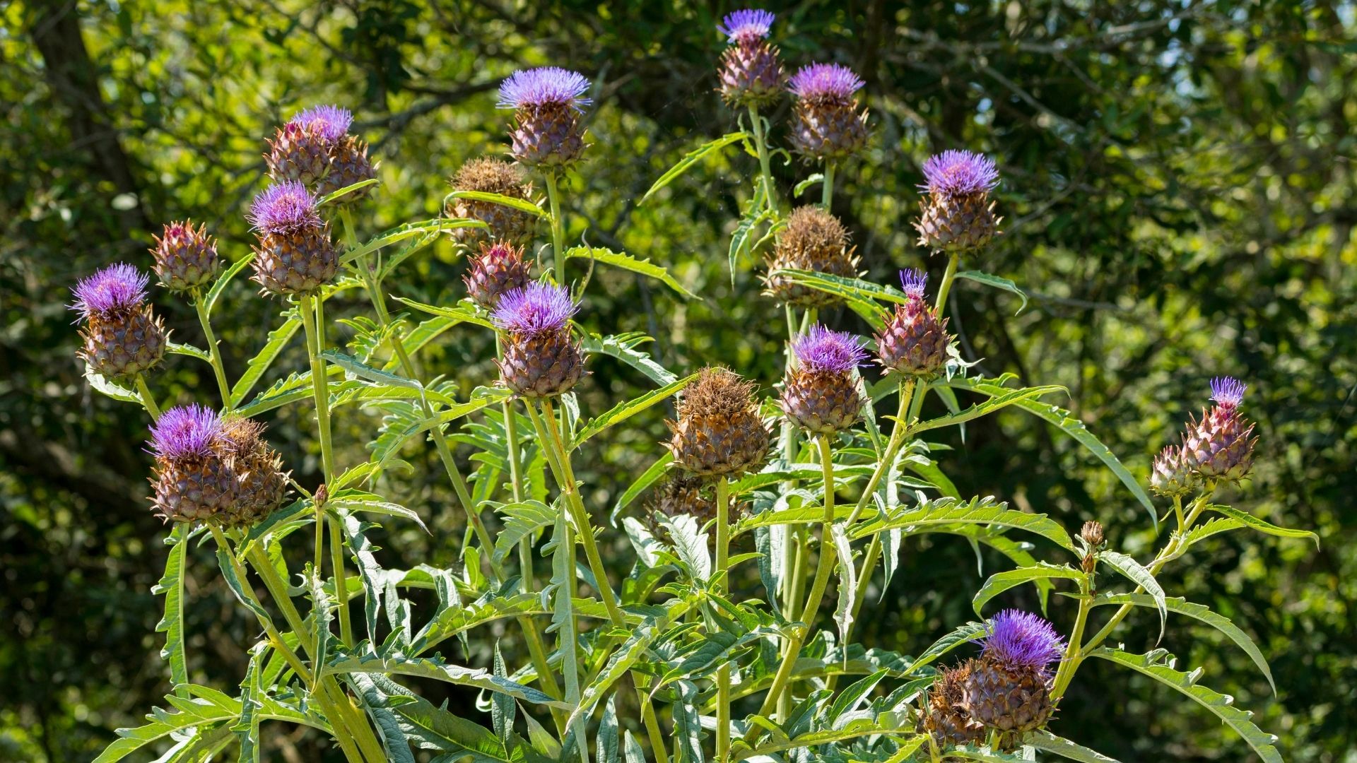 picture of cardoon plant growing tall in garden