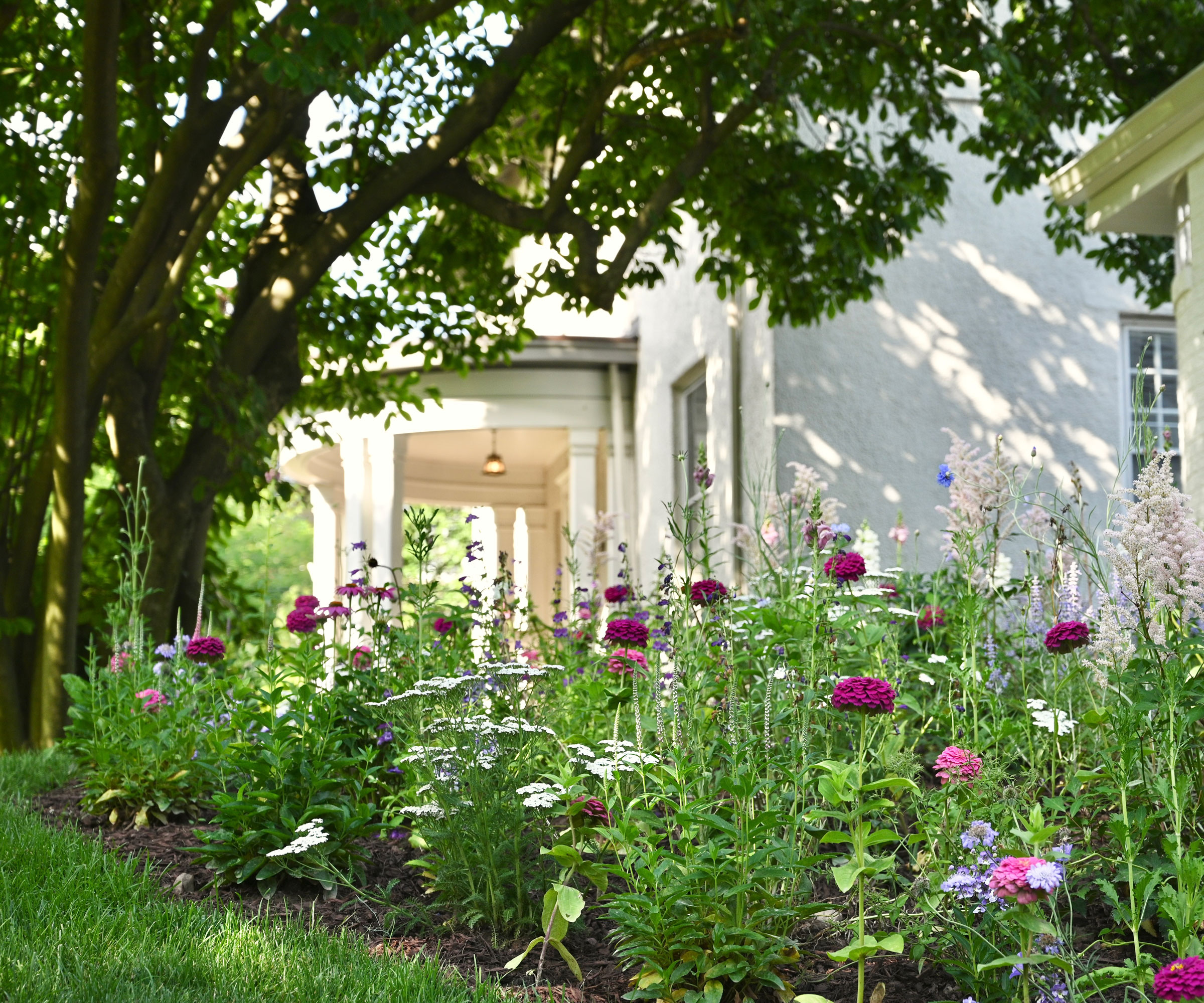 flower bed in front garden planted with pink and white flowers, with a tree in the background