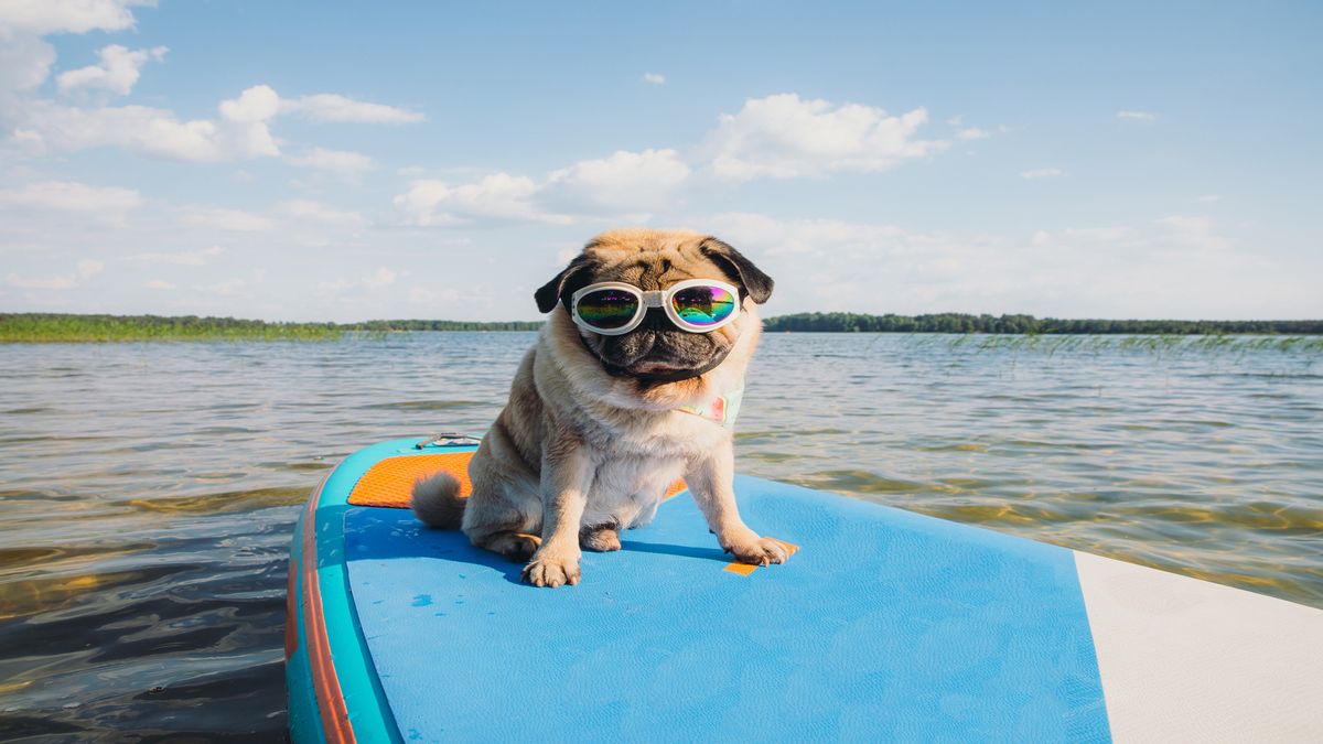 pug dog wearing sunglasses sitting on a paddleboard