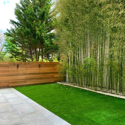 bamboo in a backyard