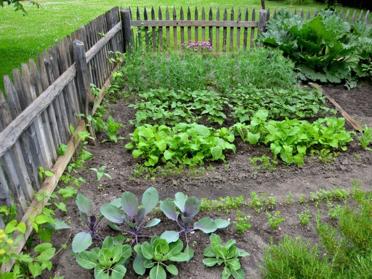 Companions For Kohlrabi: Kohlrabi Plant Companions In The Garden ...