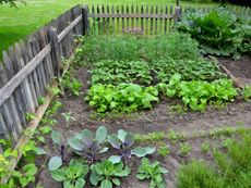 Many vegetables growing in a fenced-in garden, including kohlrabi, cabbage, rhubarb, and chives