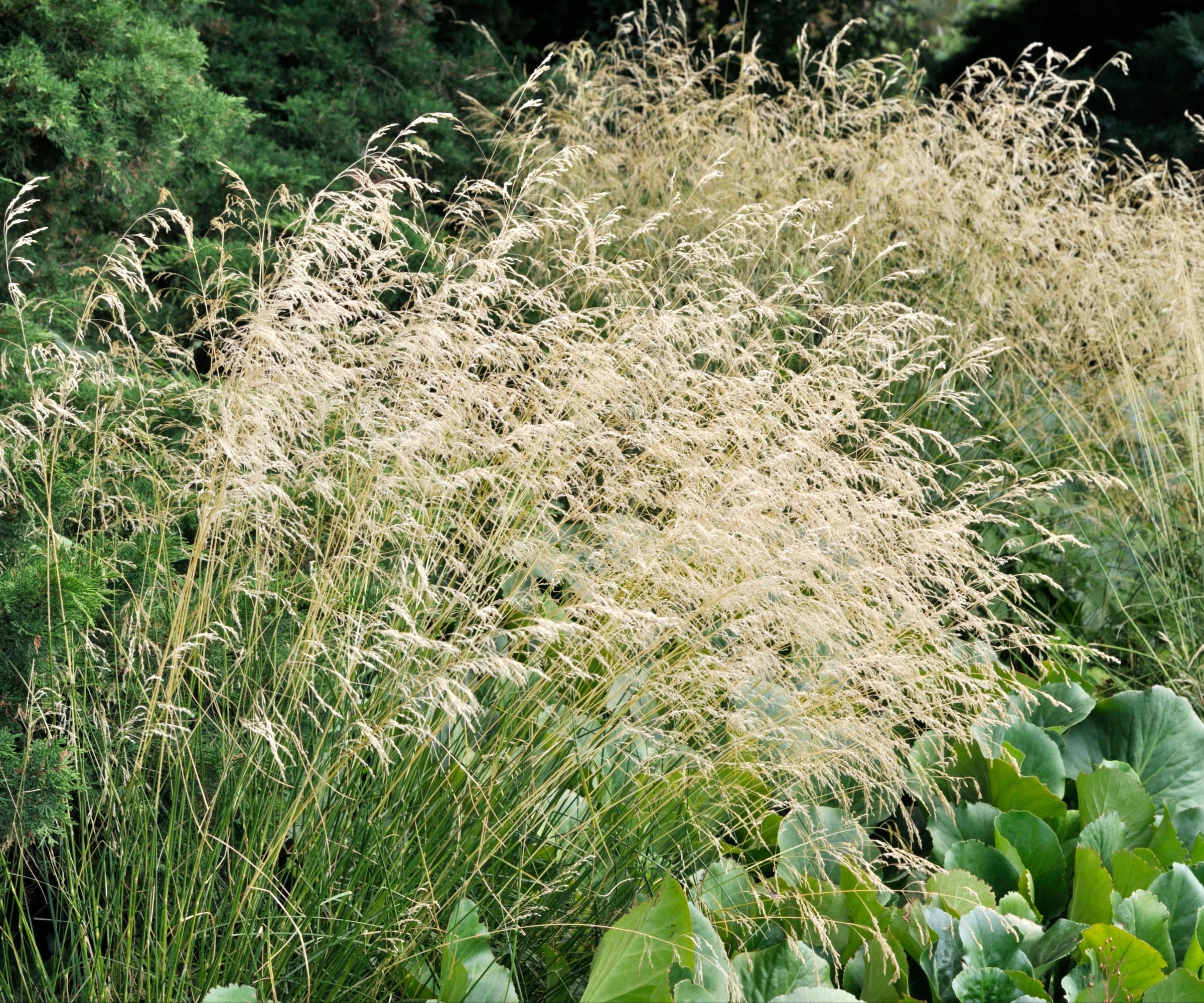 close up of Tufted Hairgrass