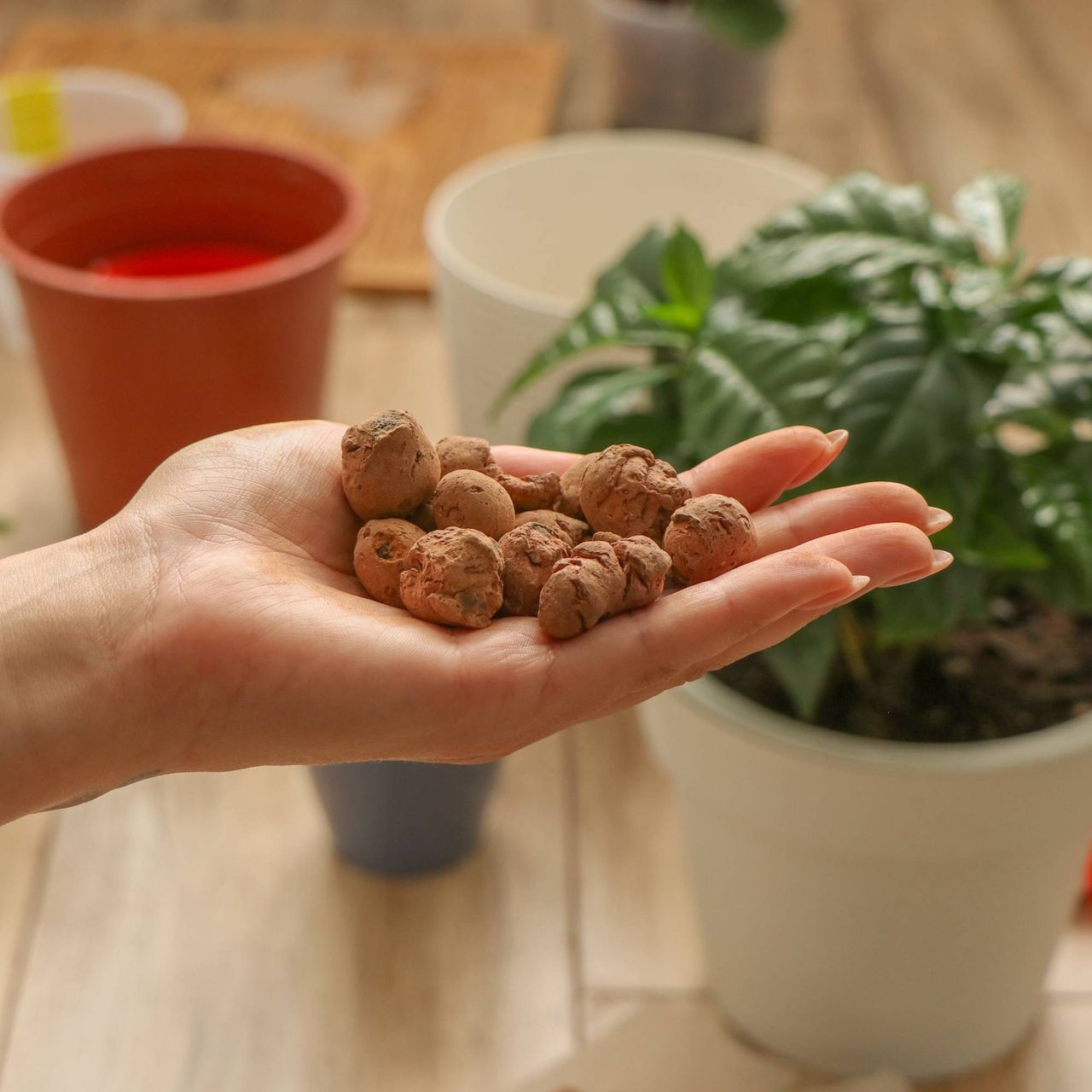 Woman&#039;s hand holds LECA clay balls in front of houseplant