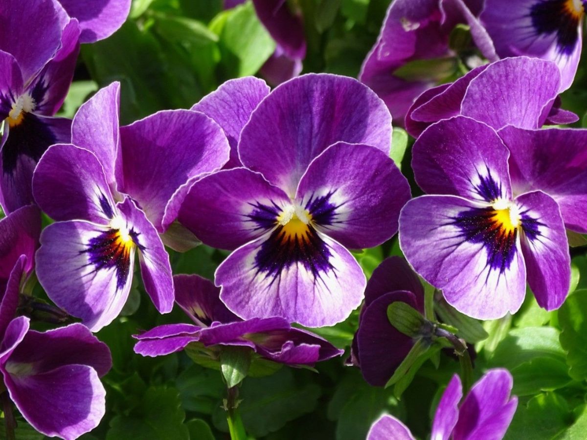 Using Purple Flowering Plants - Tips For Planning A Purple Garden ...