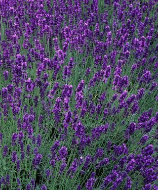 Masses of dark purple flowers of Lavender Hidcote