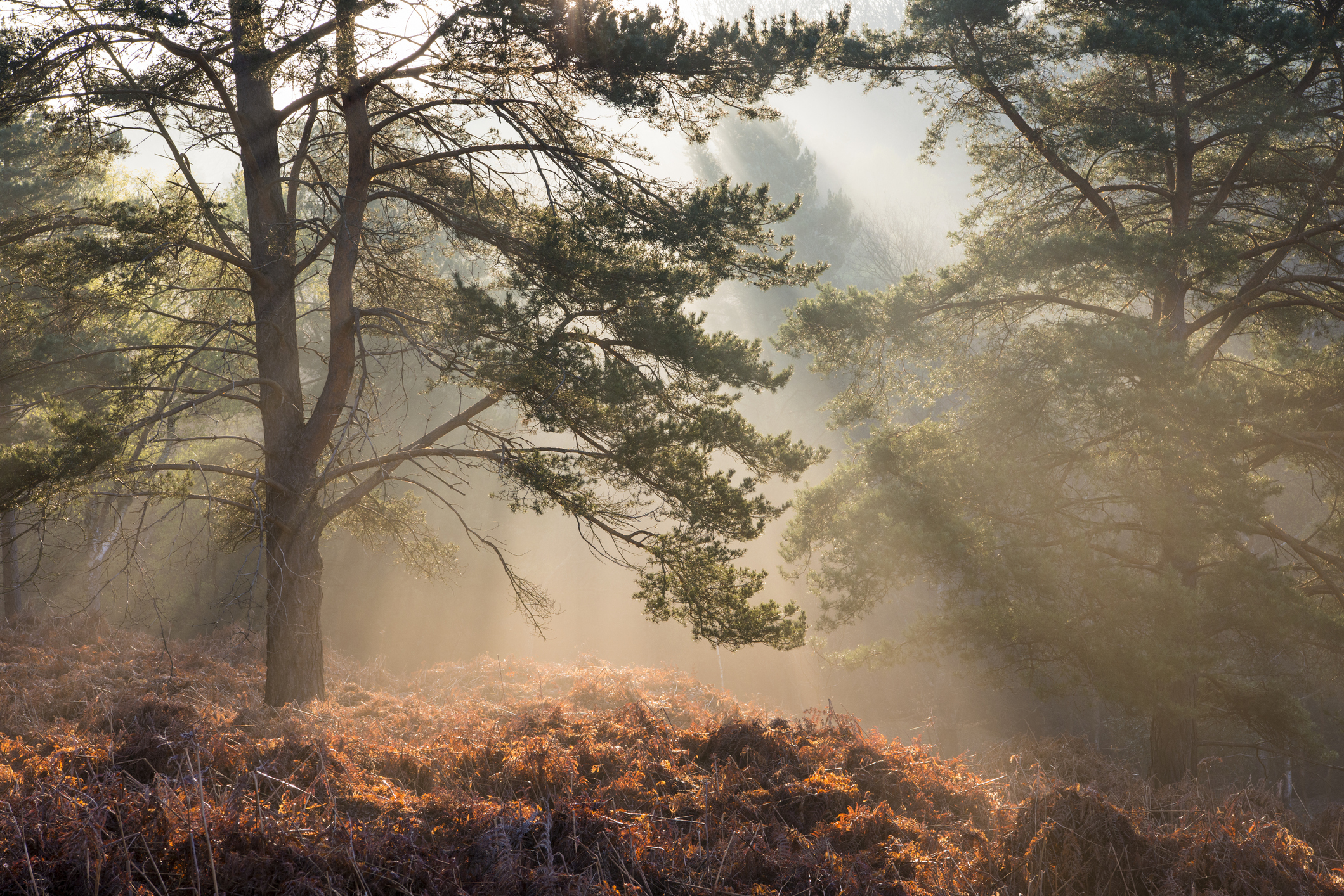 Sun rays breaking through Scots pines in the Ashdown Forest, Sussex.