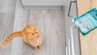 Ginger cat looking up at counter