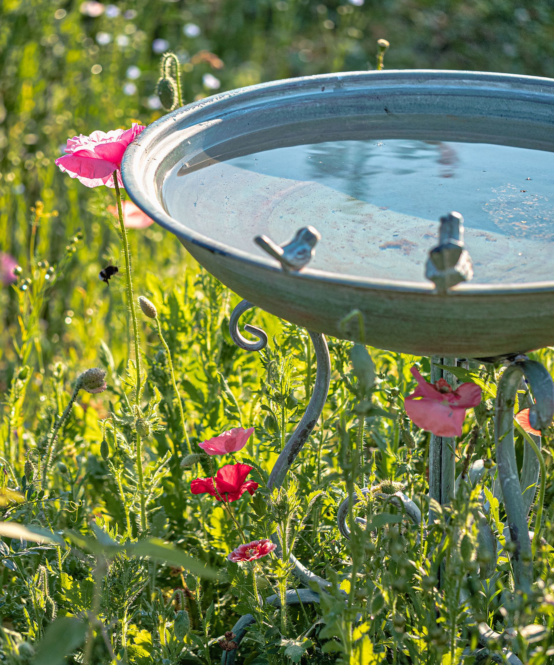 How to clean a bird bath – and why it's essential to keep on top of this simple task 3 A large blue drinking bowl with water for wild birds among blooming red poppies in a flower bed in the garden