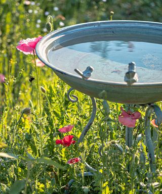 A large blue drinking bowl with water for wild birds among blooming red poppies in a flower bed in the garden