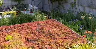 A wild flower garden with a living roof element to support key garden trends 2024