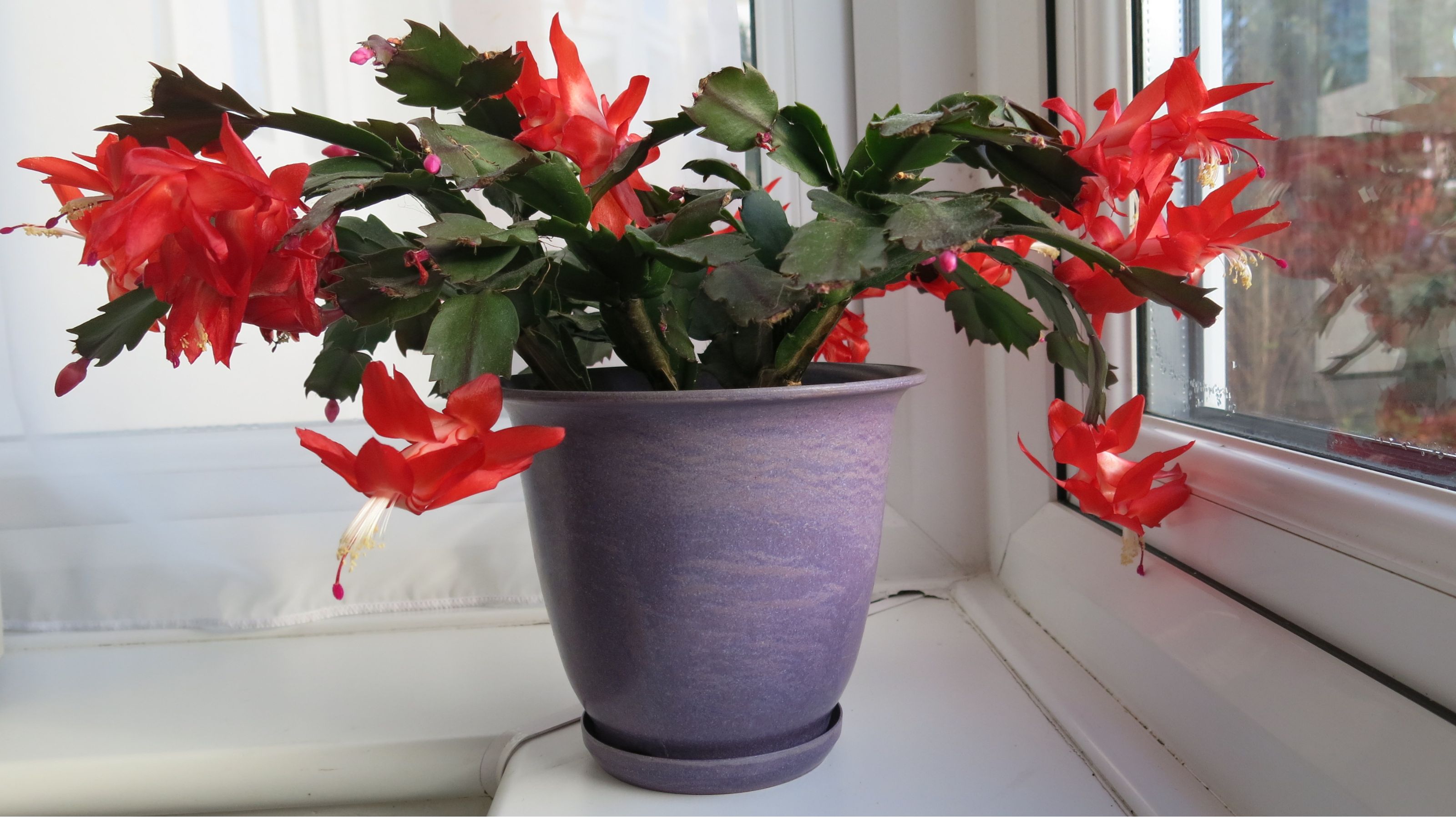 Red flowering Christmas cactus in purple plant pot on windowsill