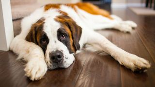 Saint Bernard dog lying on the floor