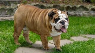 English bulldog