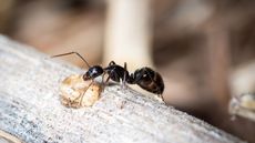 Carpenter ant on a log