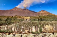 Etna, Sicily with vineyard in foreground