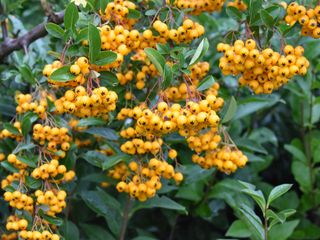 cotoneaster with yellow berries