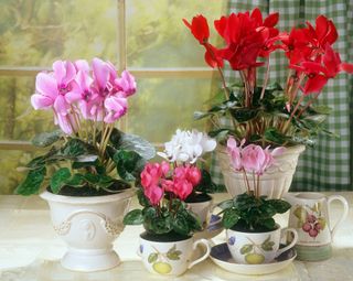 cyclamen potted and grouped in teacups and containers as winter houseplants