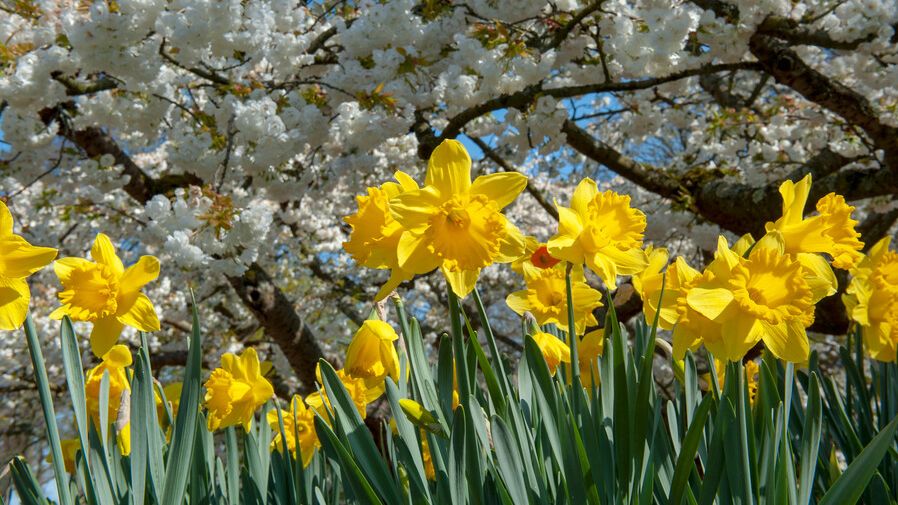 How to plant daffodil bulbs top tips for stunning spring displays