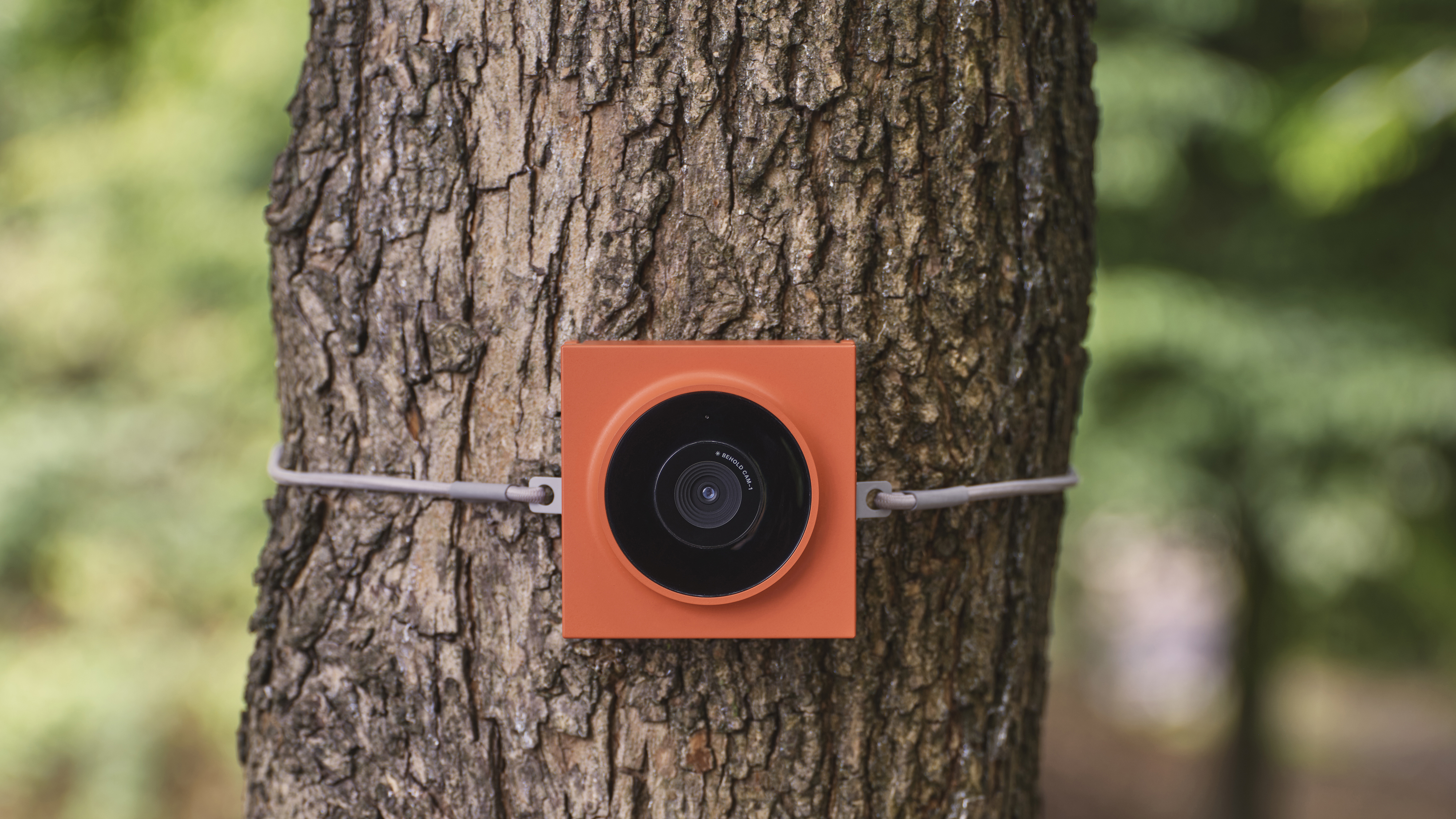 The Behold Cam-1 attached to a tree