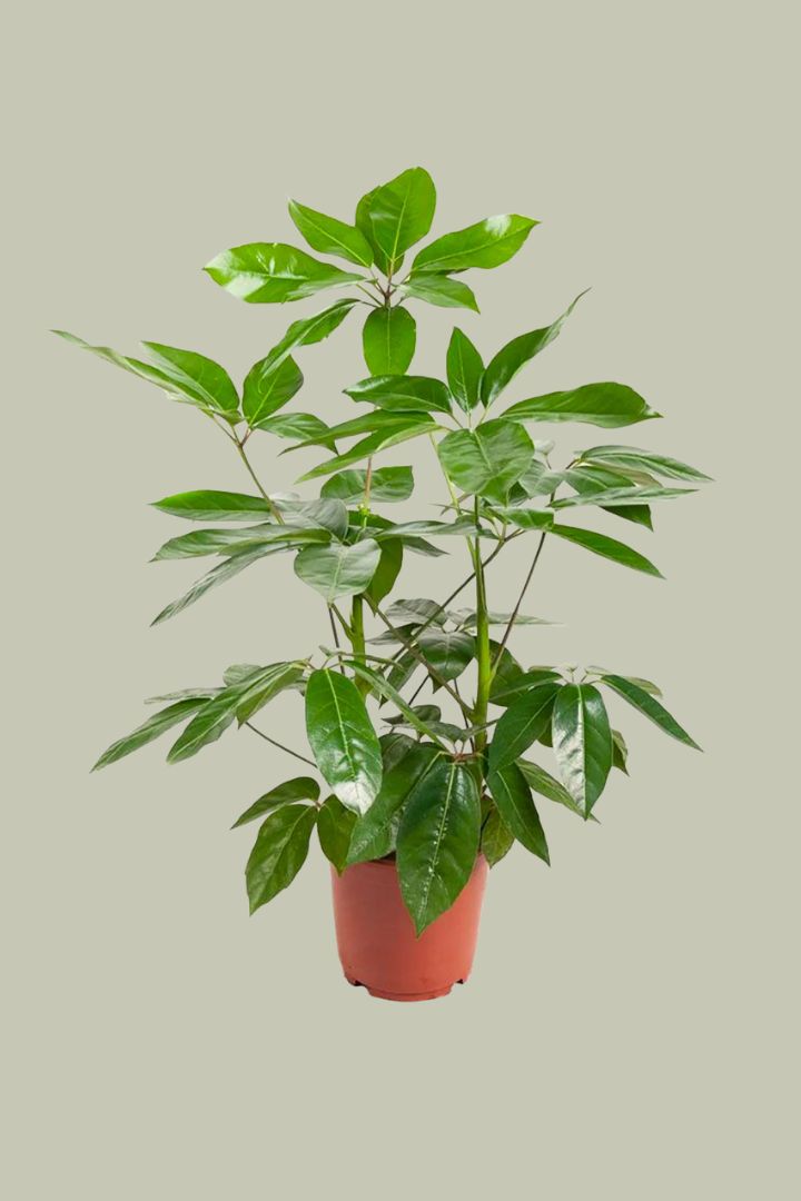 Schefflera Amata against pale green background.