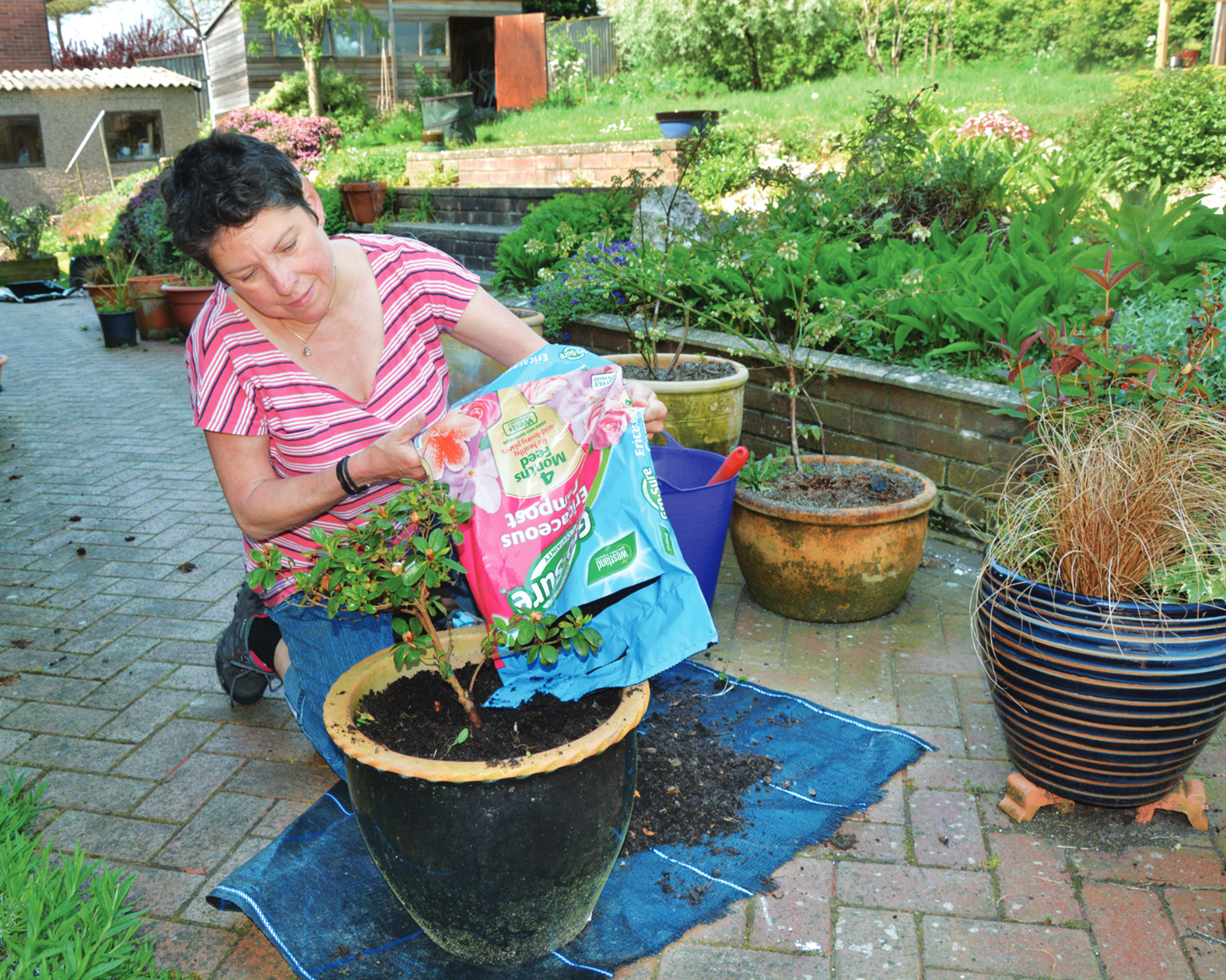 woman topdressing an azalea growing in a pot in spring