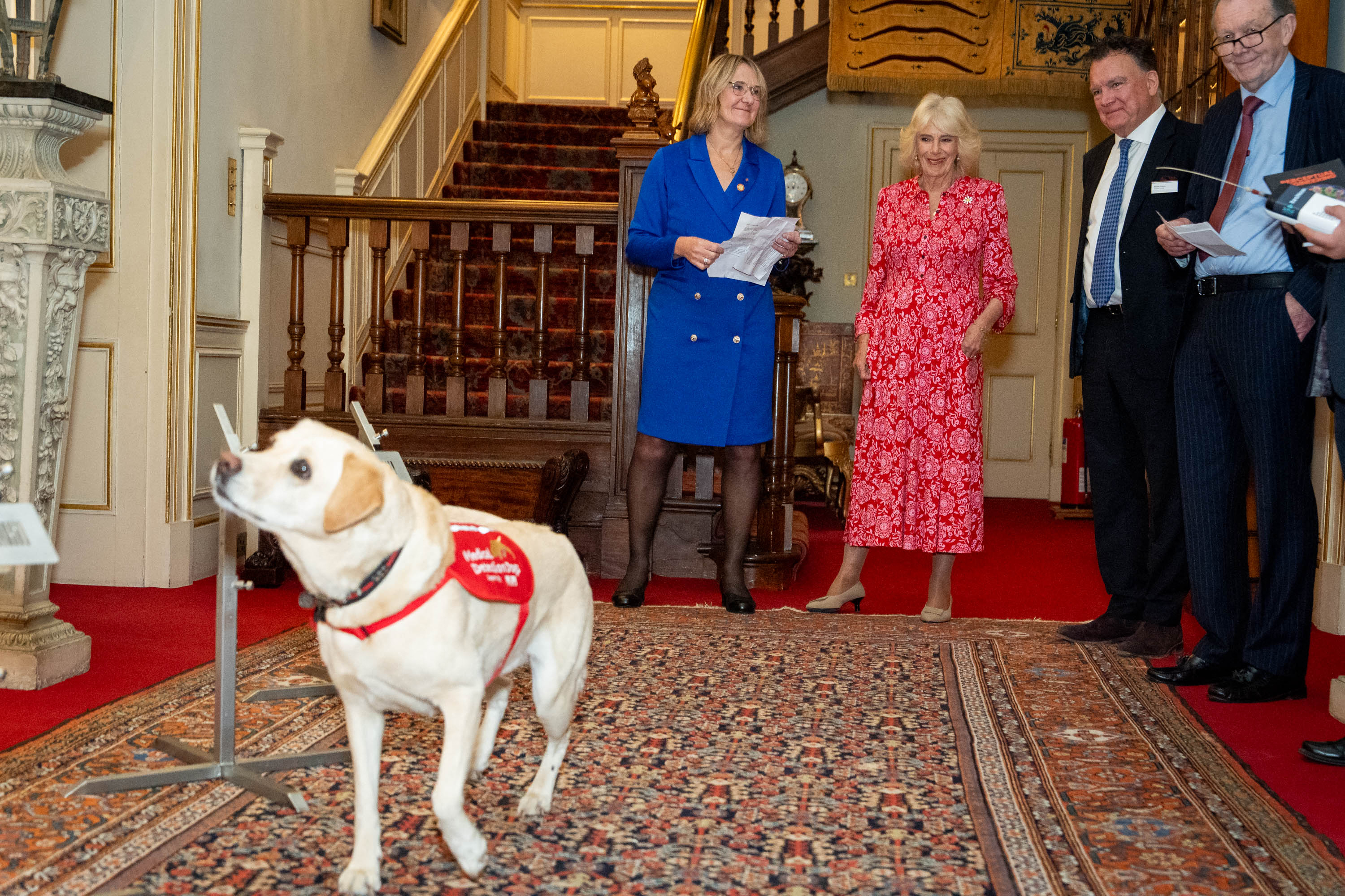 Queen Camilla watching a yellow lab do a demonstration