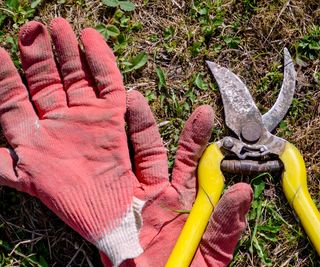 gardening gloves and pruning shears that need cleaning