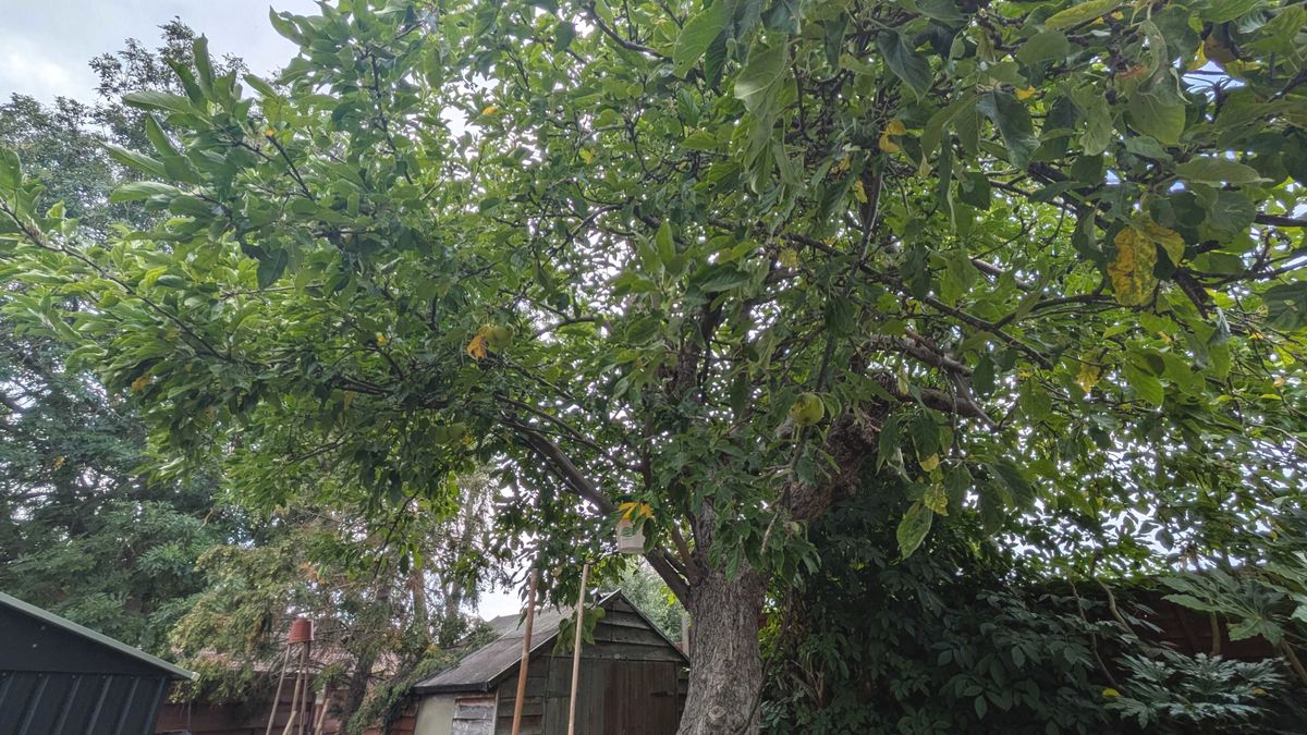 Apple tree in yard