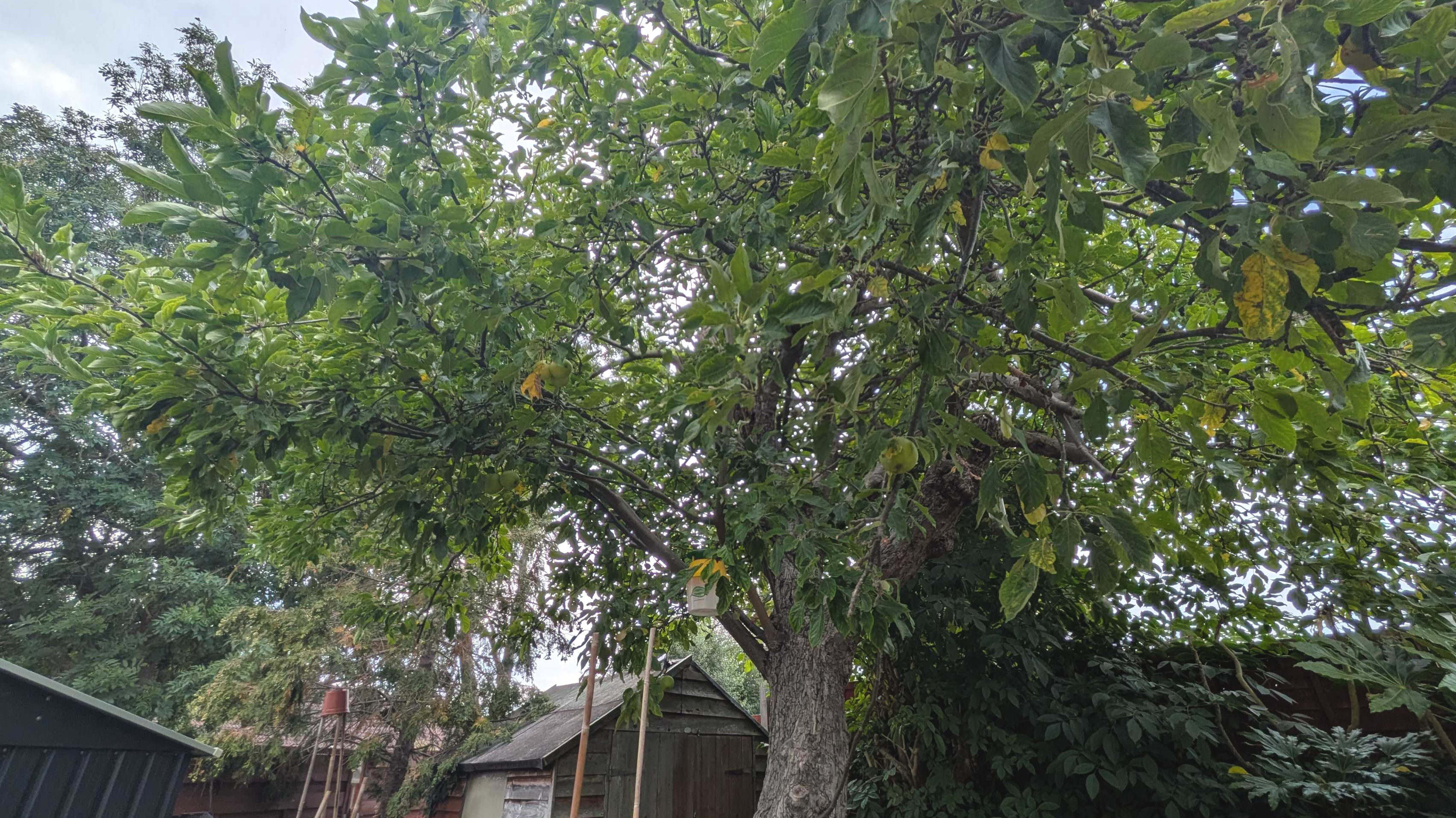 Apple tree in yard