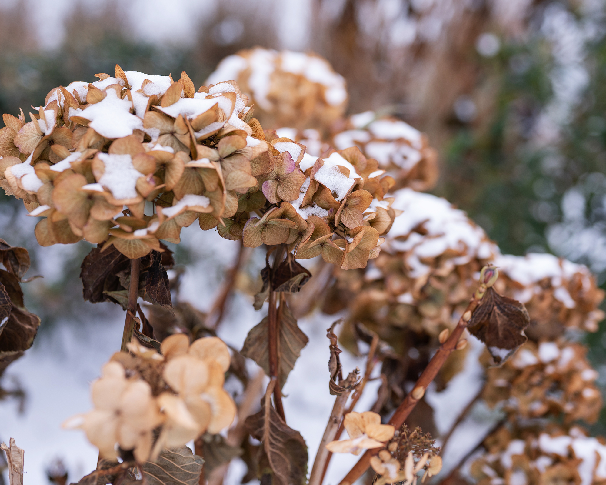 Hydrangea in the snow
