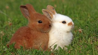 Two sweet pet rabbits