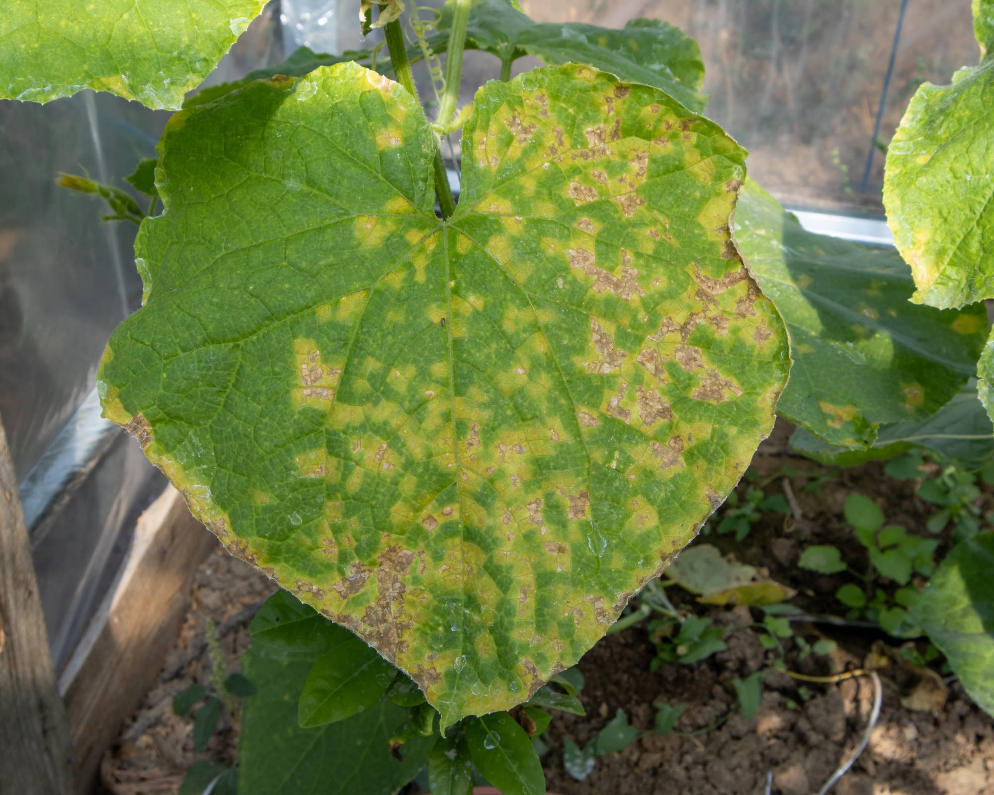 Downy mildew damage on cucumber leaf